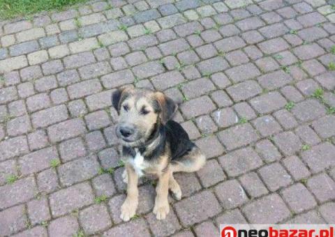 Oddam pieska w dobre ręce