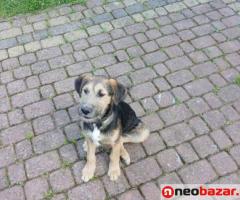 Oddam pieska w dobre ręce