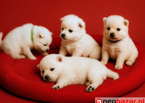 Szczenięta Szpica japońskiego