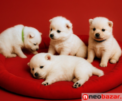 Szczenięta Szpica japońskiego